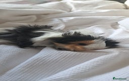 Guinea Pig rodents for sale: Baby bonded guinea pigs - Image 3