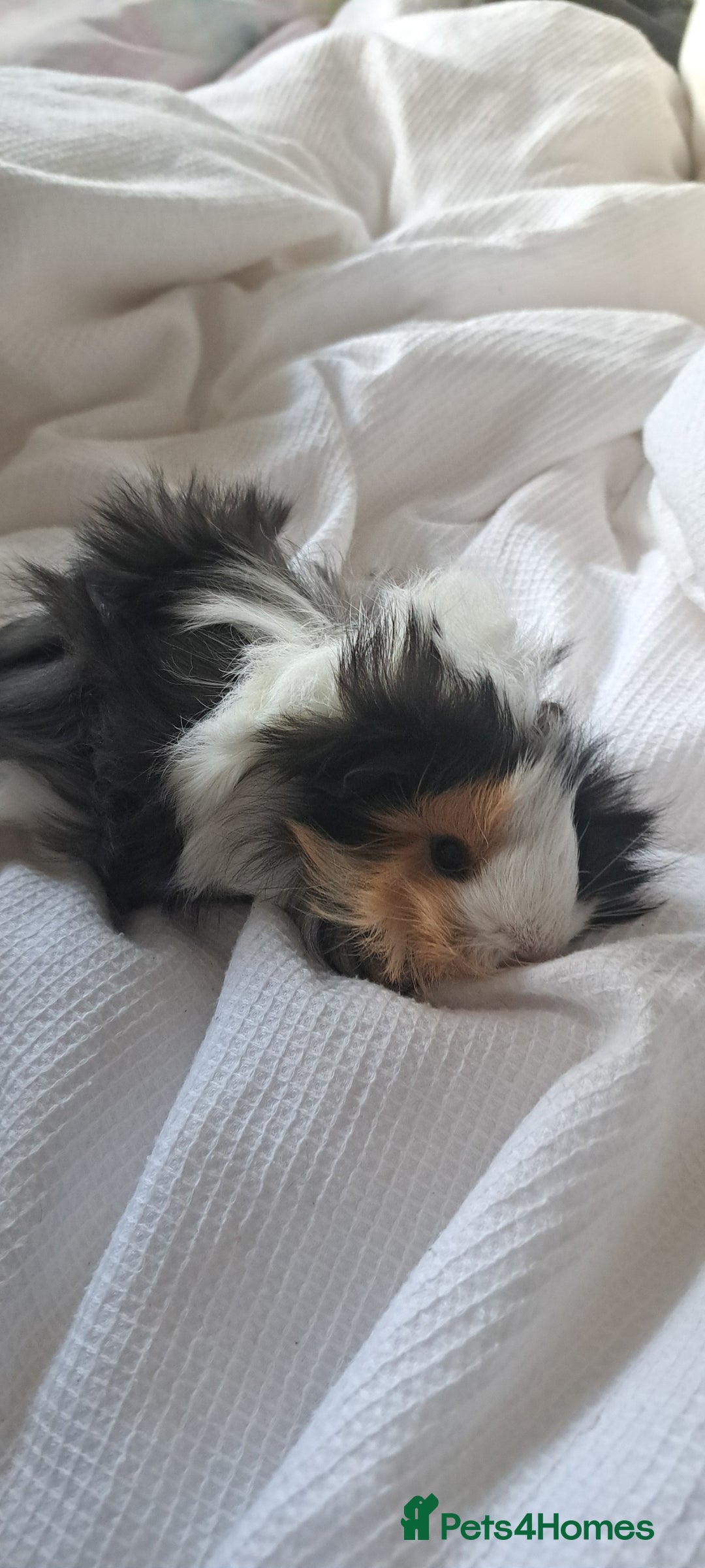 Guinea Pig rodents for sale: Baby bonded guinea pigs - Image 3