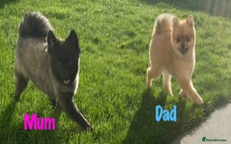 Pomeranian dogs for sale: 6 Pomeranian cherubs - Image 13