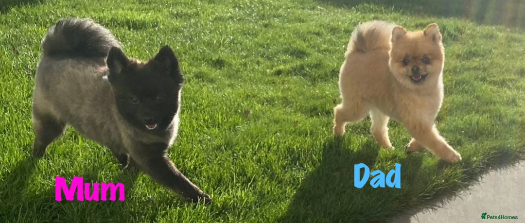 Pomeranian dogs for sale: 6 Pomeranian cherubs - Image 13