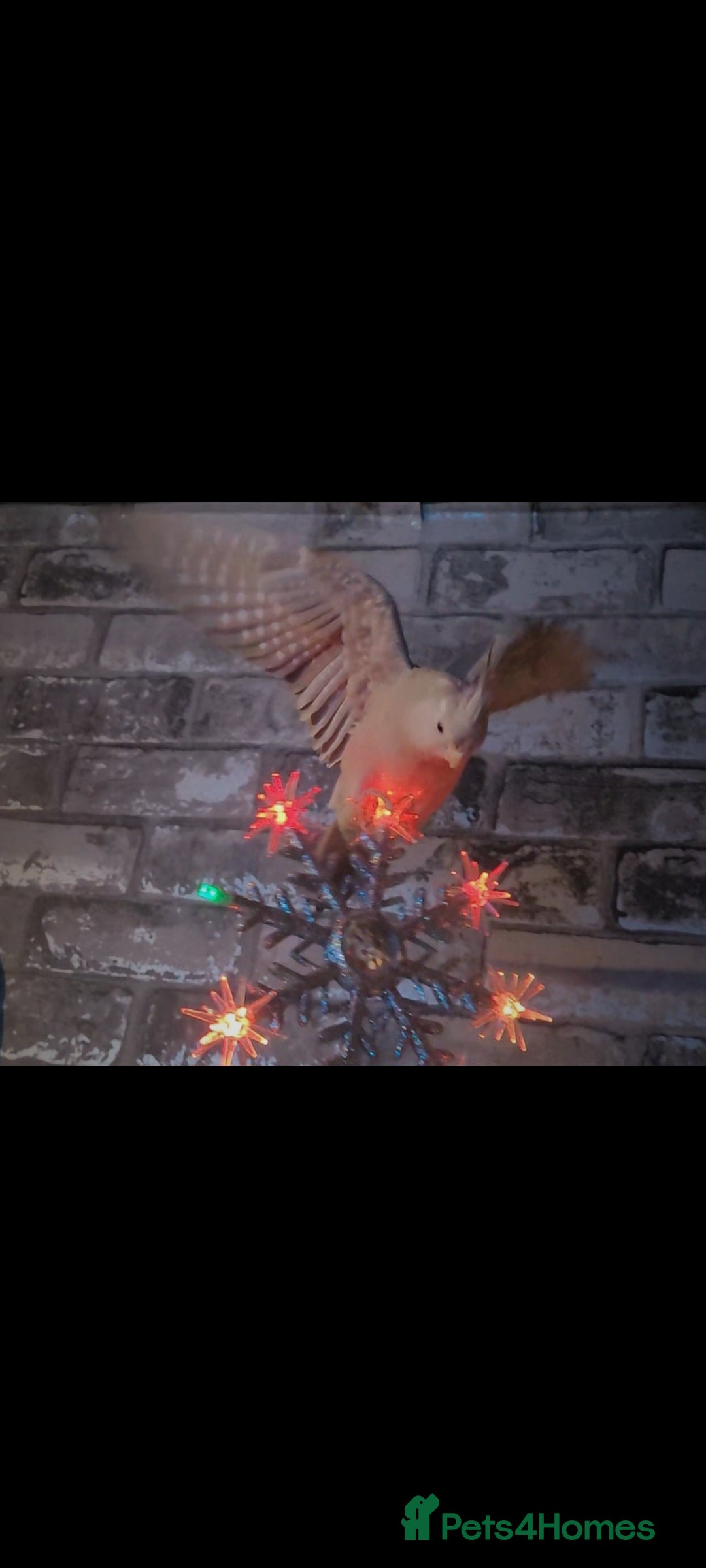 Cockatiels birds for sale: Male cockatiel  - Advert 4