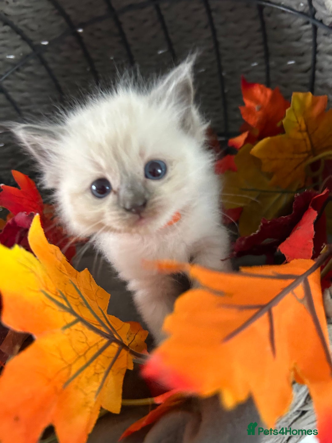 Ragdoll cats for sale: Gorgeous blue point ragdoll kittens (1F & 2M left) - Image 2