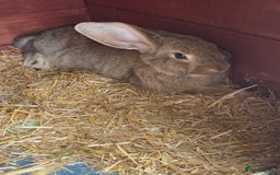 Mixed Breed rabbits for sale: Young rabbit - Advert 4