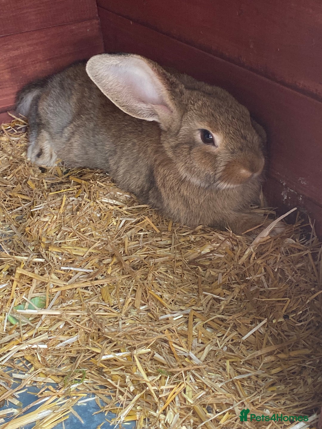 Mixed Breed rabbits for sale: Young rabbit - Advert 4