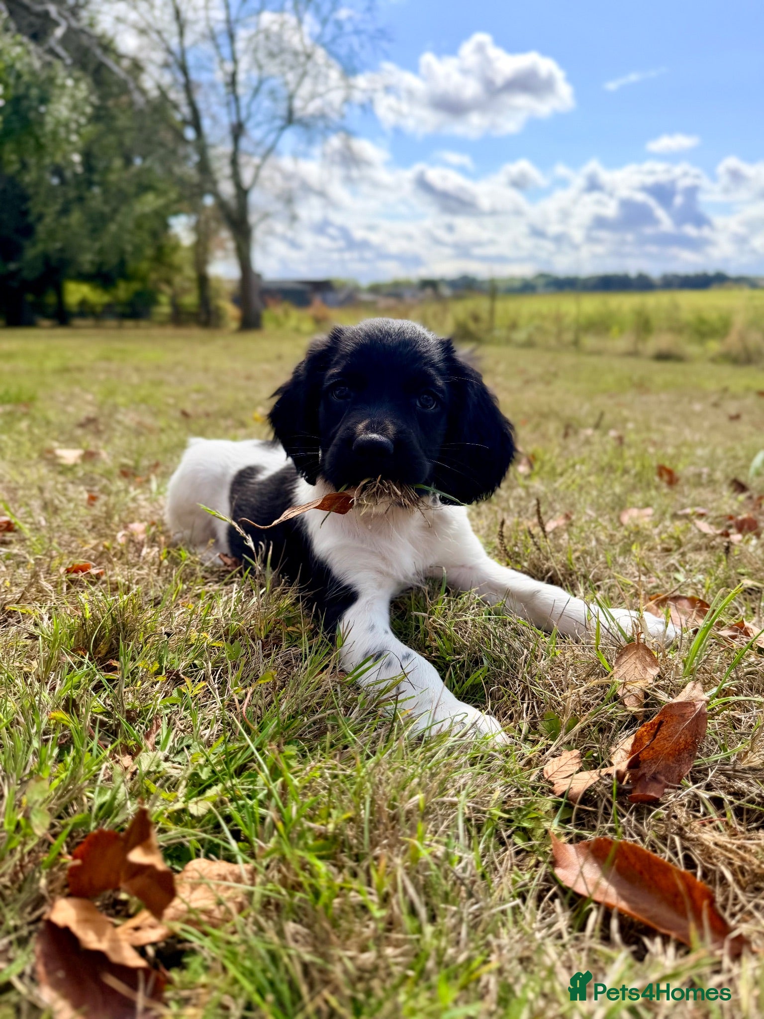 English Springer Spaniel dogs KC, Heath tested, Champion bred Springer Spaniels - Advert 2
