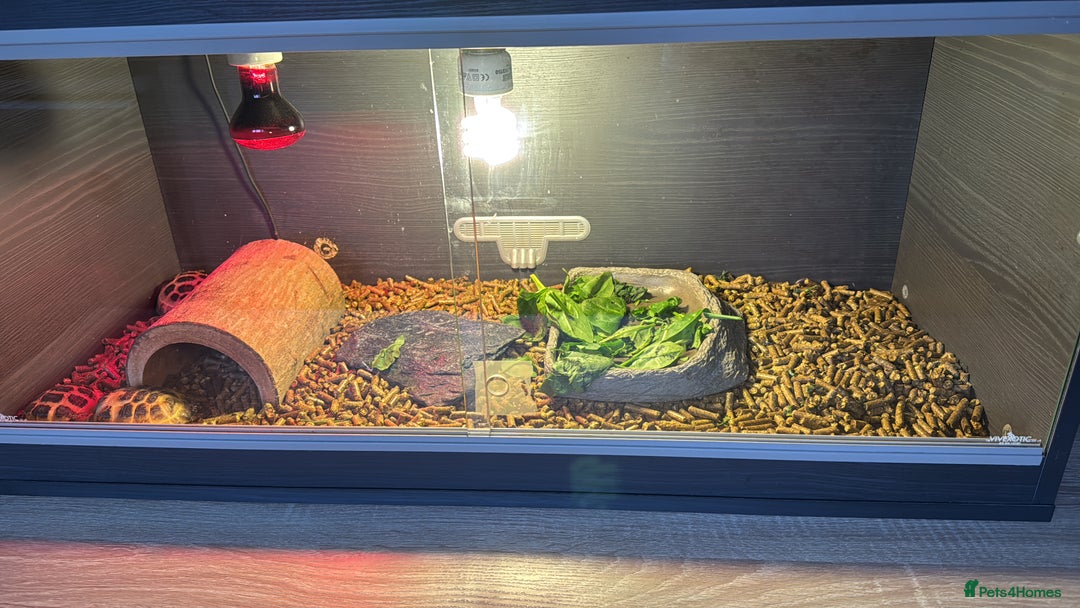 Tortoise reptiles for sale: Four Horsefield Tortoises  - Image 5