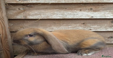 French Lop rabbits - Advert 12