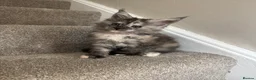 Maine Coon cats for sale: Maine coon kittens TICA  - Advert 8