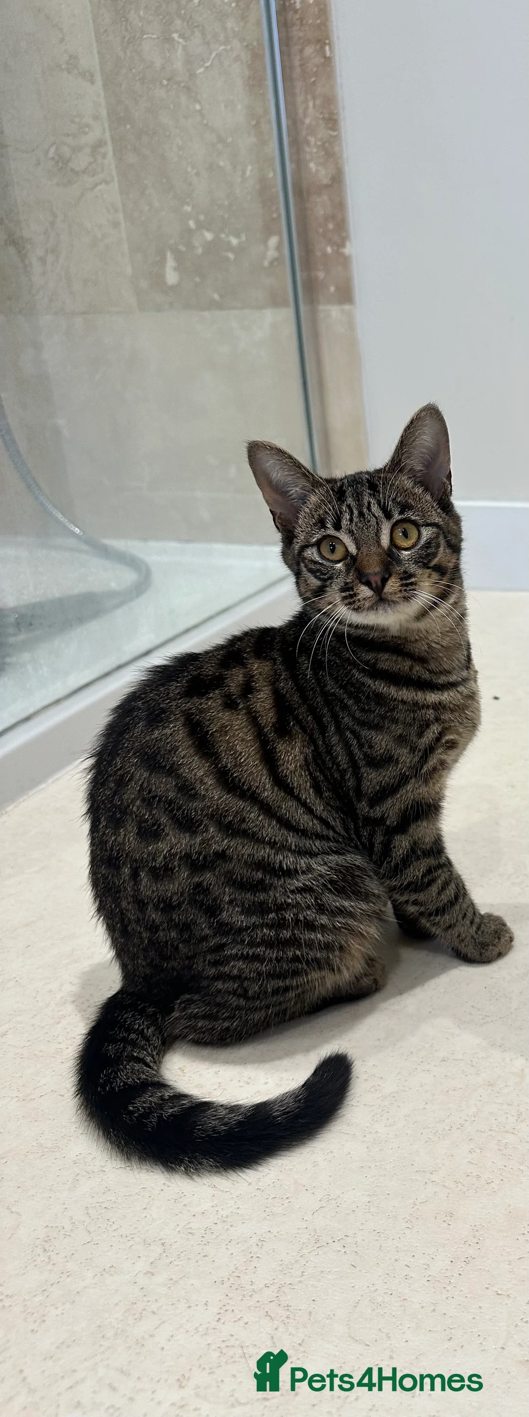 Mixed Breed cats for sale: Kitten’s for sale  - Advert 3