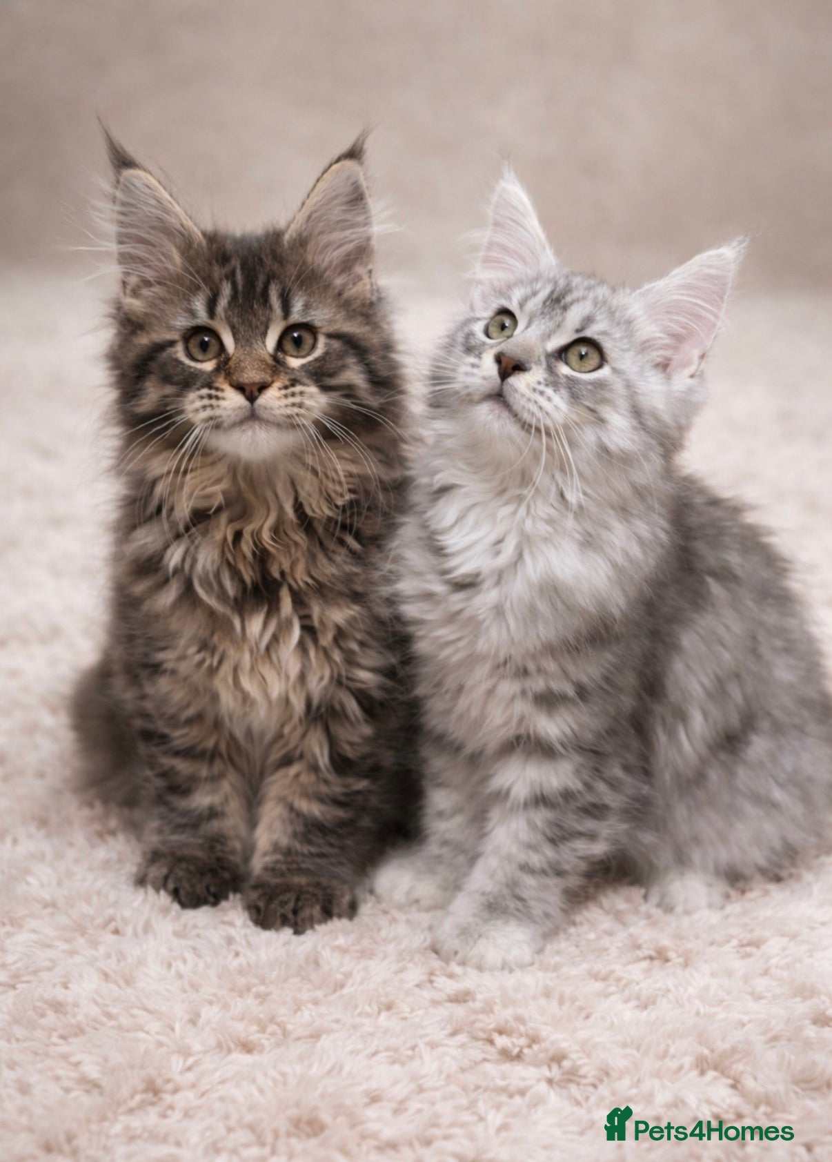 Maine Coon cats Registered Maine coon kittens  - Advert 11