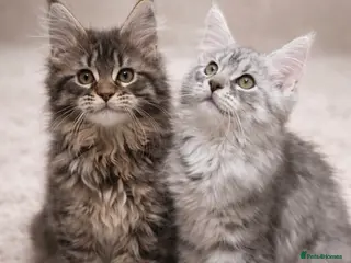 Maine Coon cats Registered Maine coon kittens - Advert 11