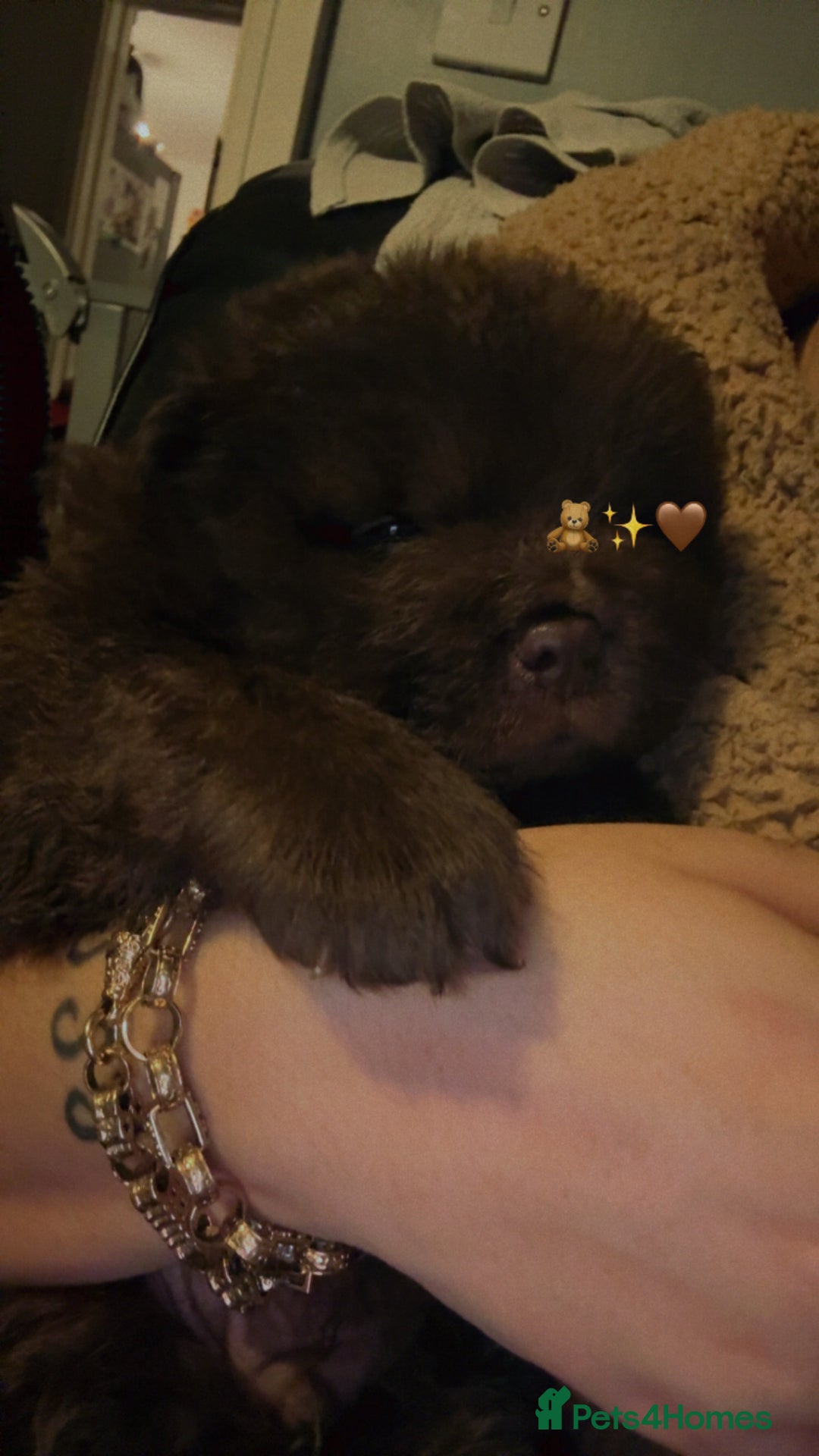 Chow Chow dogs for sale: Merle Chow Chow puppies  - Advert 3