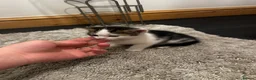 Mixed Breed cats for sale: 4 Lovely kittens  in Accrington - Advert 6