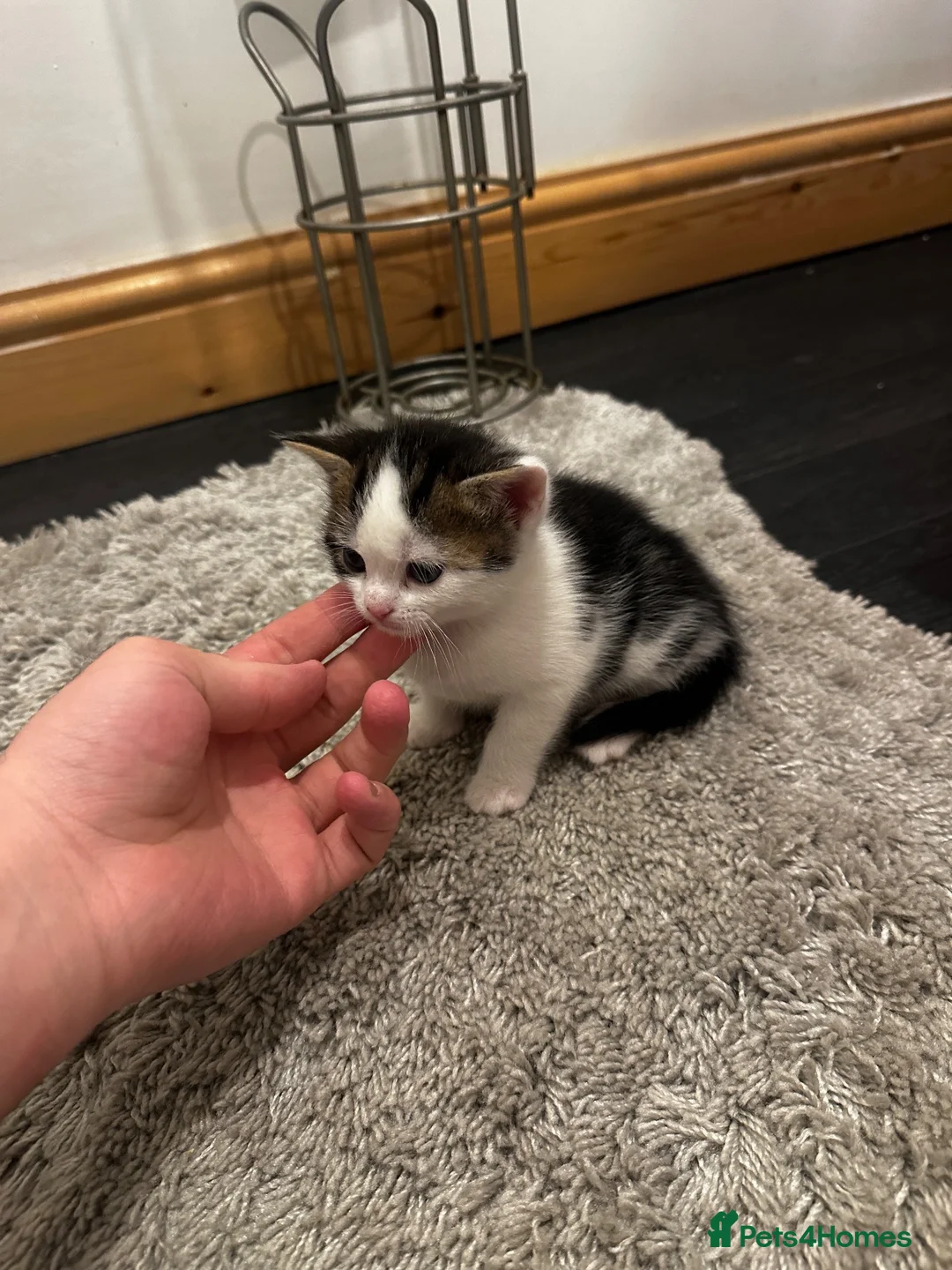 Mixed Breed cats for sale: 4 Lovely kittens  in Accrington - Advert 6