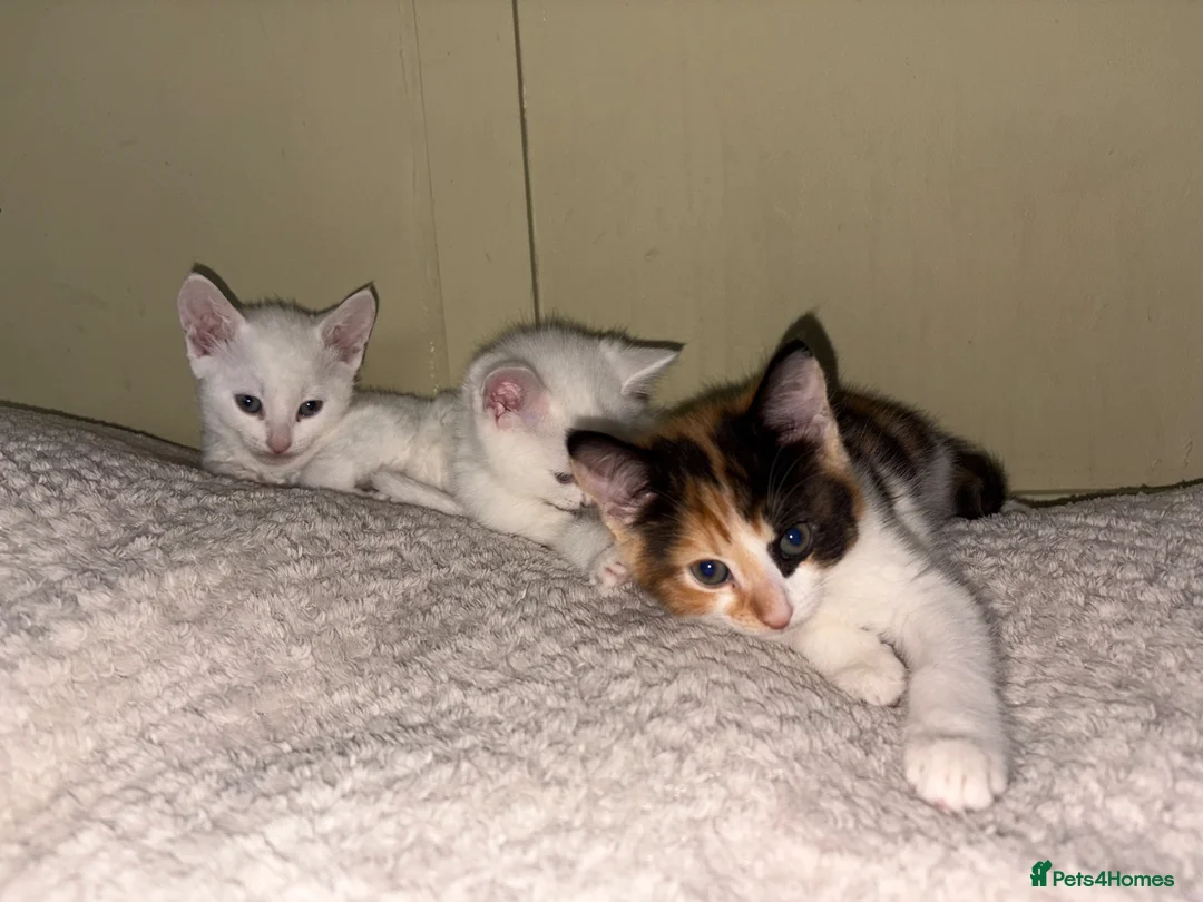 Mixed Breed cats for sale: 4 beautiful kittens ready for a new home.  - Advert 2