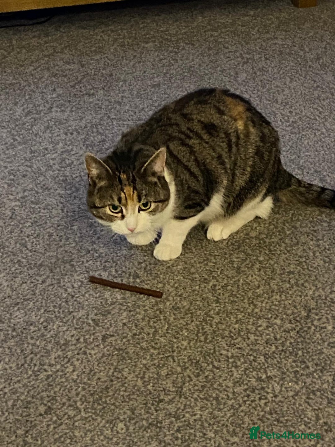 Domestic Shorthair cats for sale: Beautiful Misty Free To A Good Home - Image 2