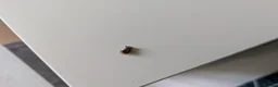 Stick Insects invertebrates for sale: Green Leaf Insect Eggs - Advert 5