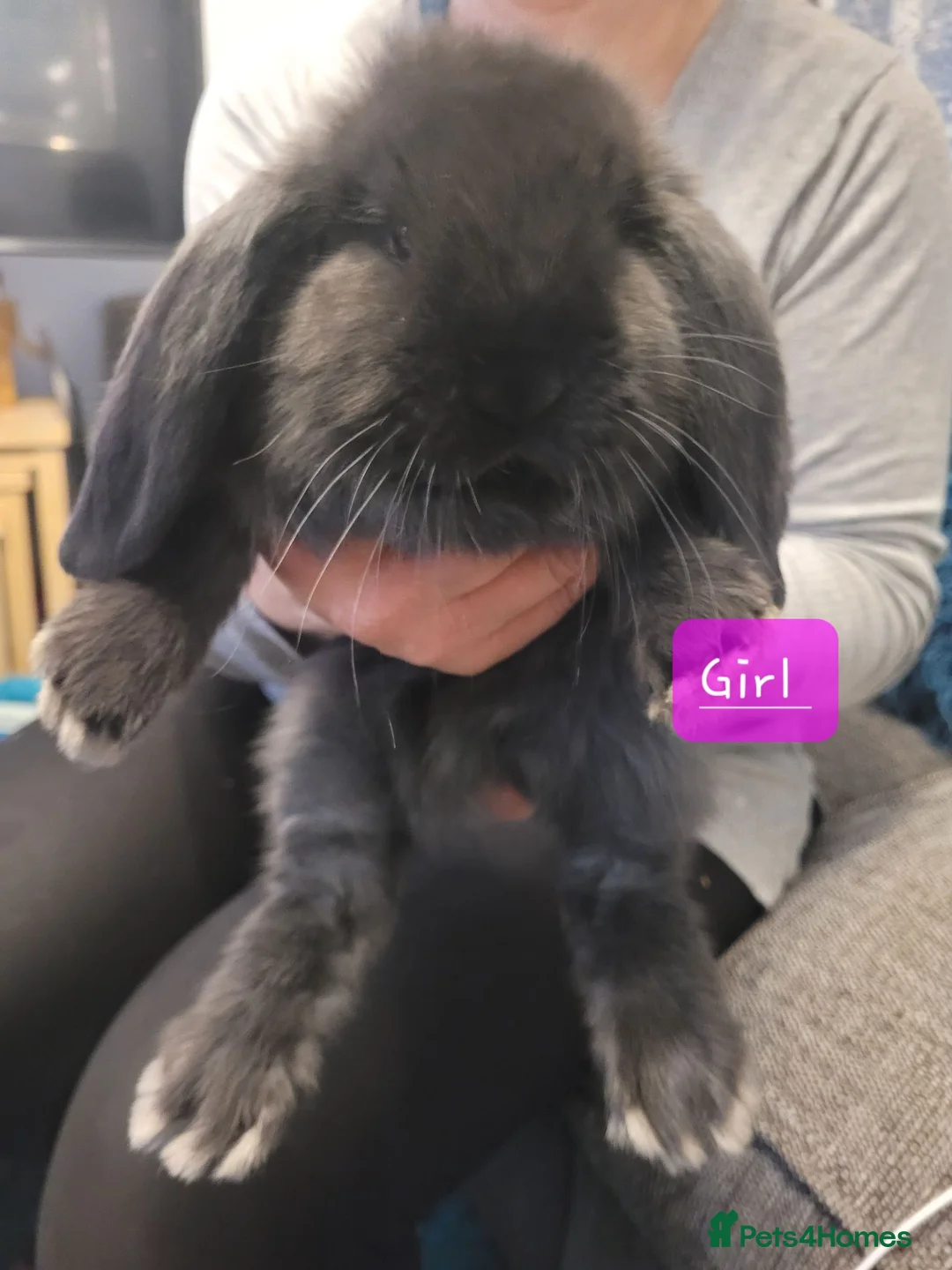 French Lop rabbits for sale: Pure Bred French Lop babies Vaccinated with Yurvac - Advert 3