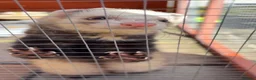 Ferret rodents for sale: ferret for new home -name(bandit) - Advert 2
