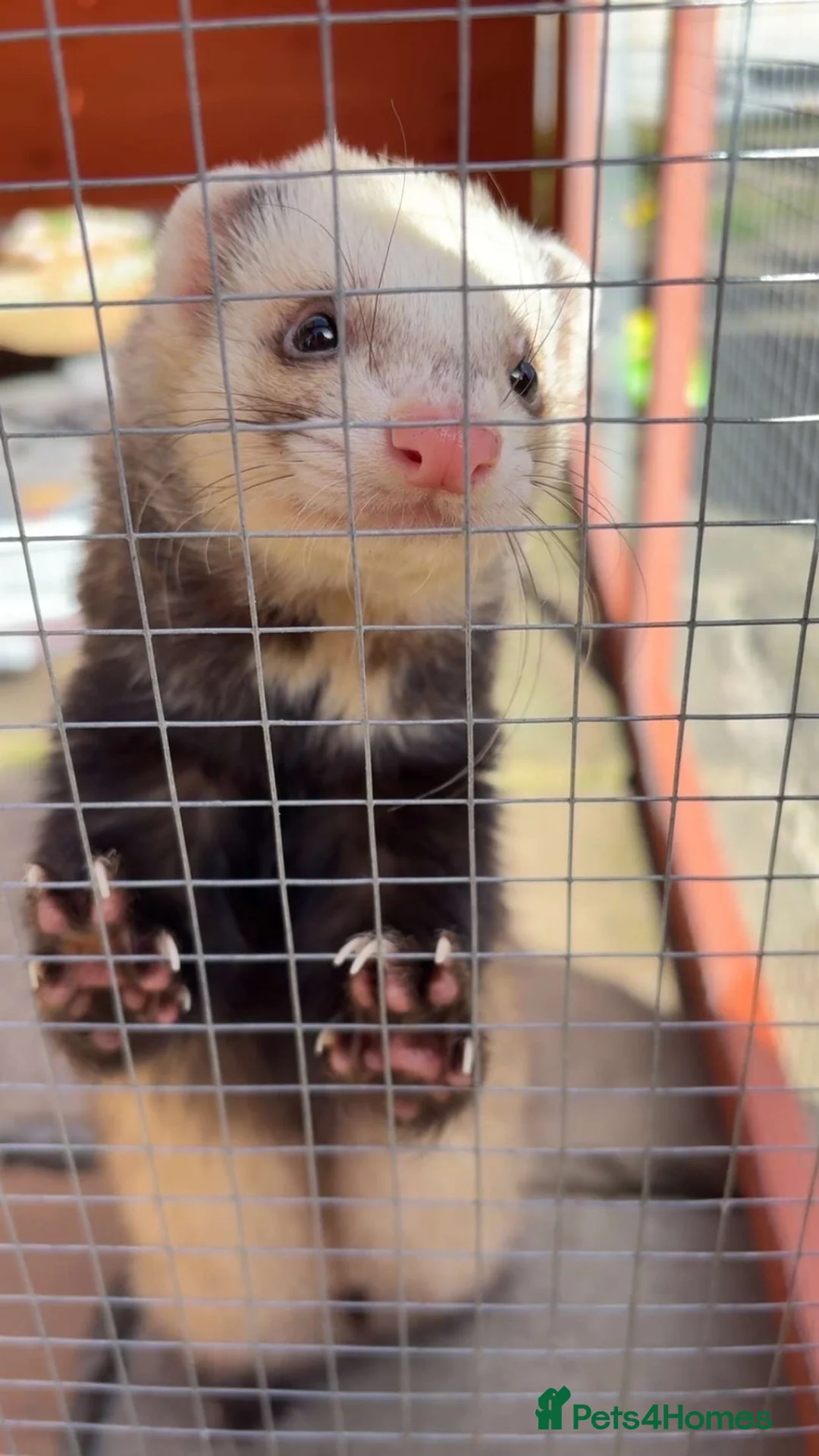 Ferret rodents for sale: ferret for new home -name(bandit) - Advert 2