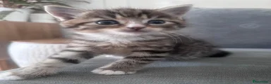 Persian Kitten 3