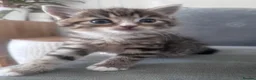 Persian cats for sale: 3 beautiful persian kittens - Advert 7
