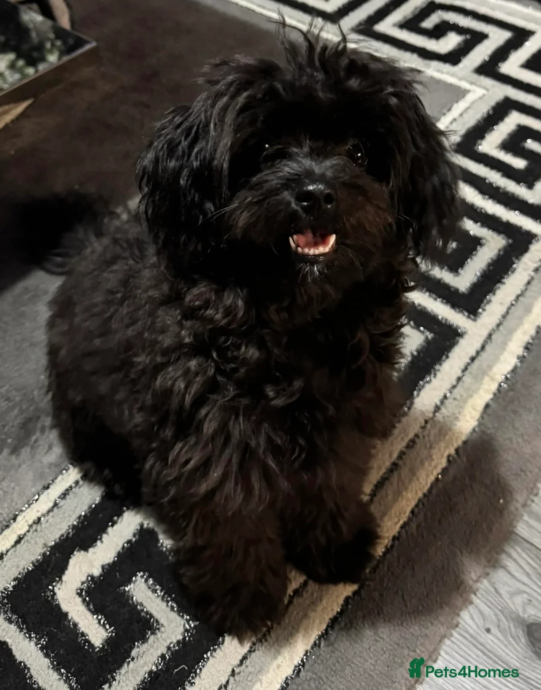 Pomapoo dogs for sale: Pomapoo - Advert 2