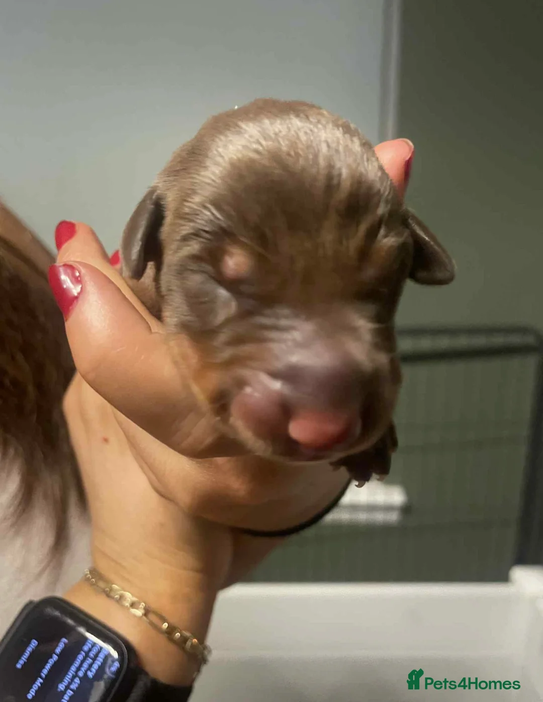Dobermann dogs for sale: Chocolate & Isabella Doberman puppies for sale  - Advert 13