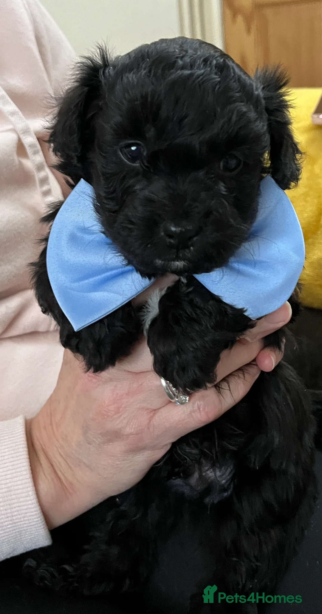 Maltipoo dogs for sale: 🐾Maltipoo Puppies🐾 in Abingdon - Advert 10