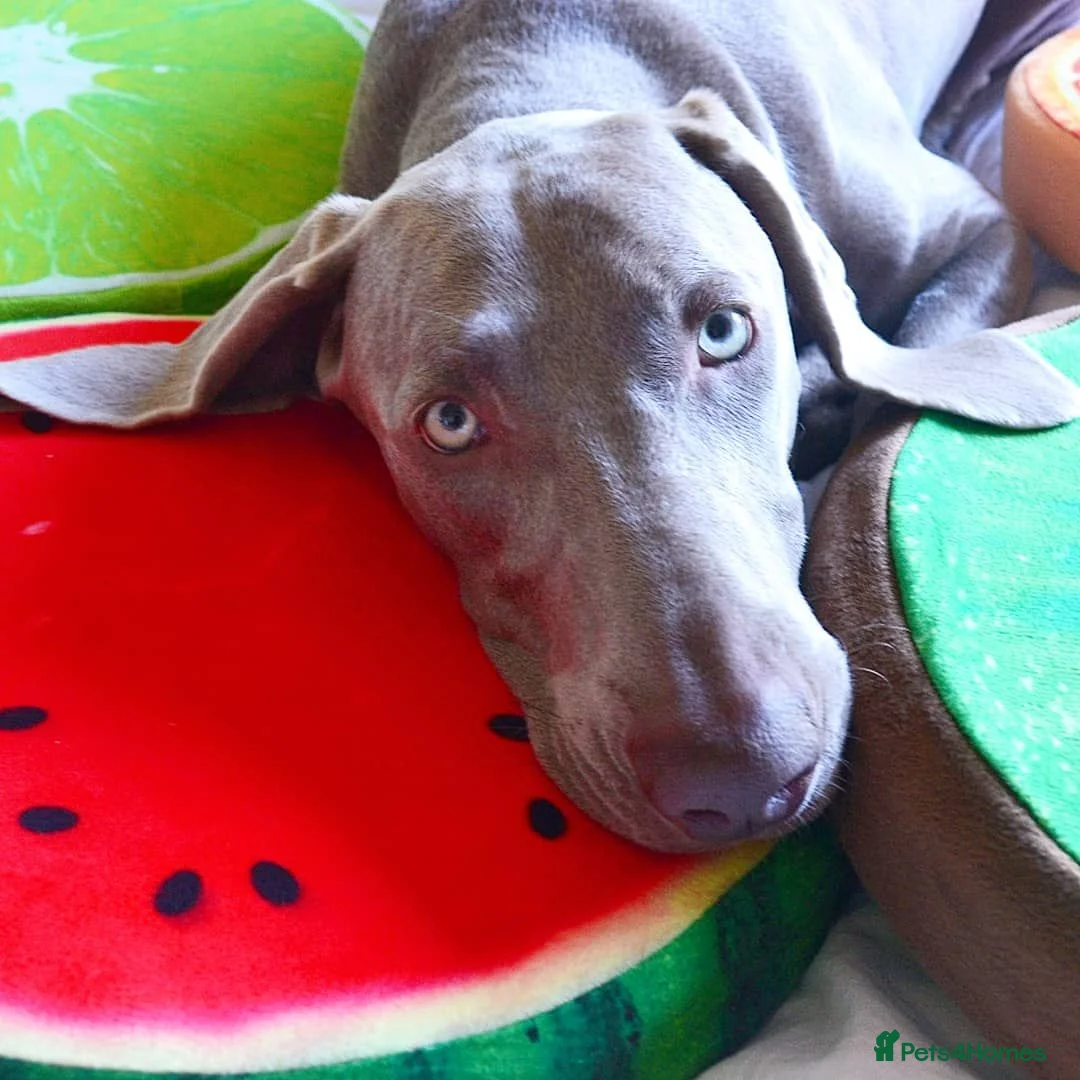 Weimaraner dogs for stud: 🔥super stud🔥Hipscored🔥KC reg in Woodbridge - Advert 28