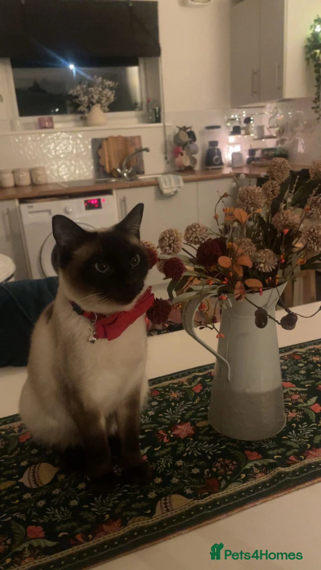 Siamese cats for sale: 🐱 BEAUTIFUL SIAMESE‑CROSS KITTENS 🐱  - Advert 6
