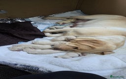 Labrador Retriever dogs for sale: Snow-White Labrador Puppies - Advert 9