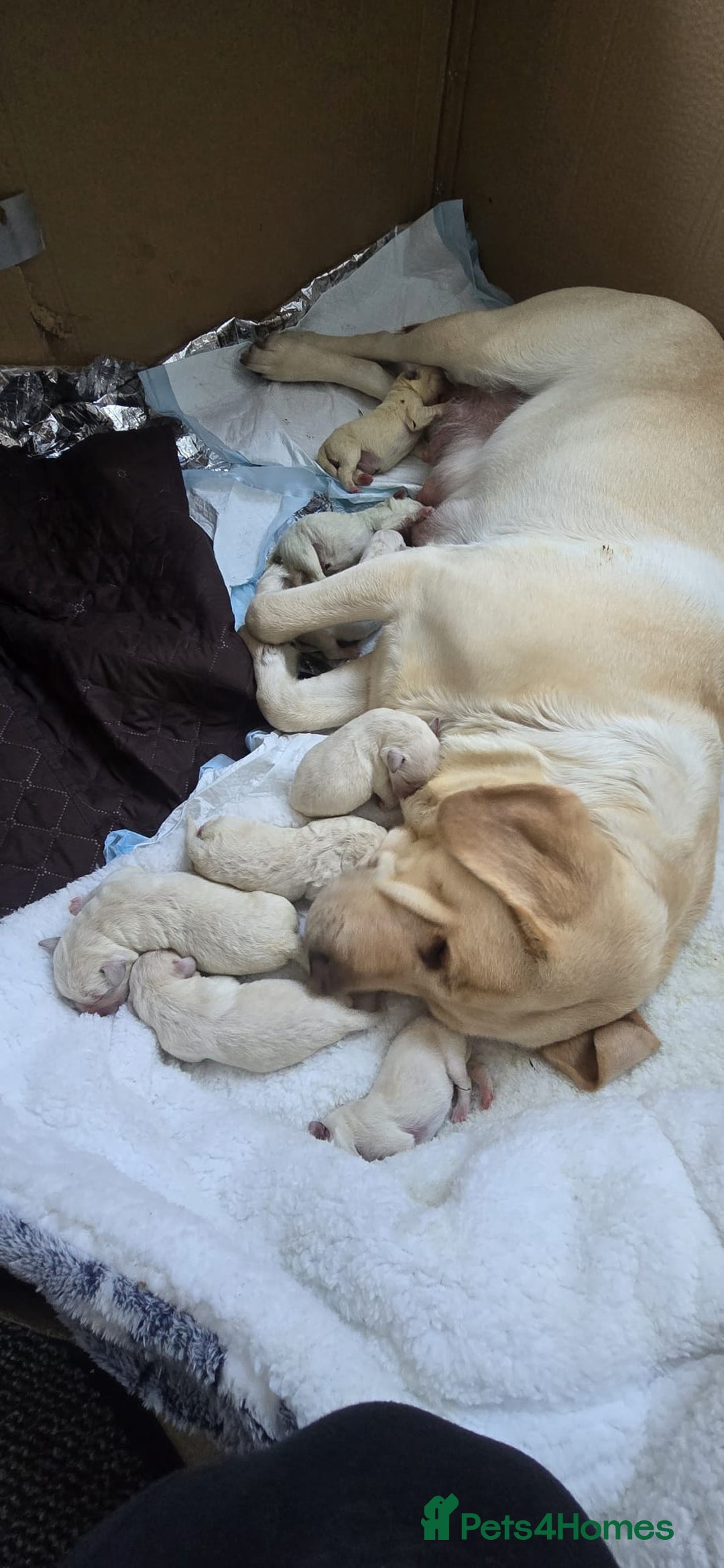 Labrador Retriever dogs for sale: Snow-White Labrador Puppies - Advert 9
