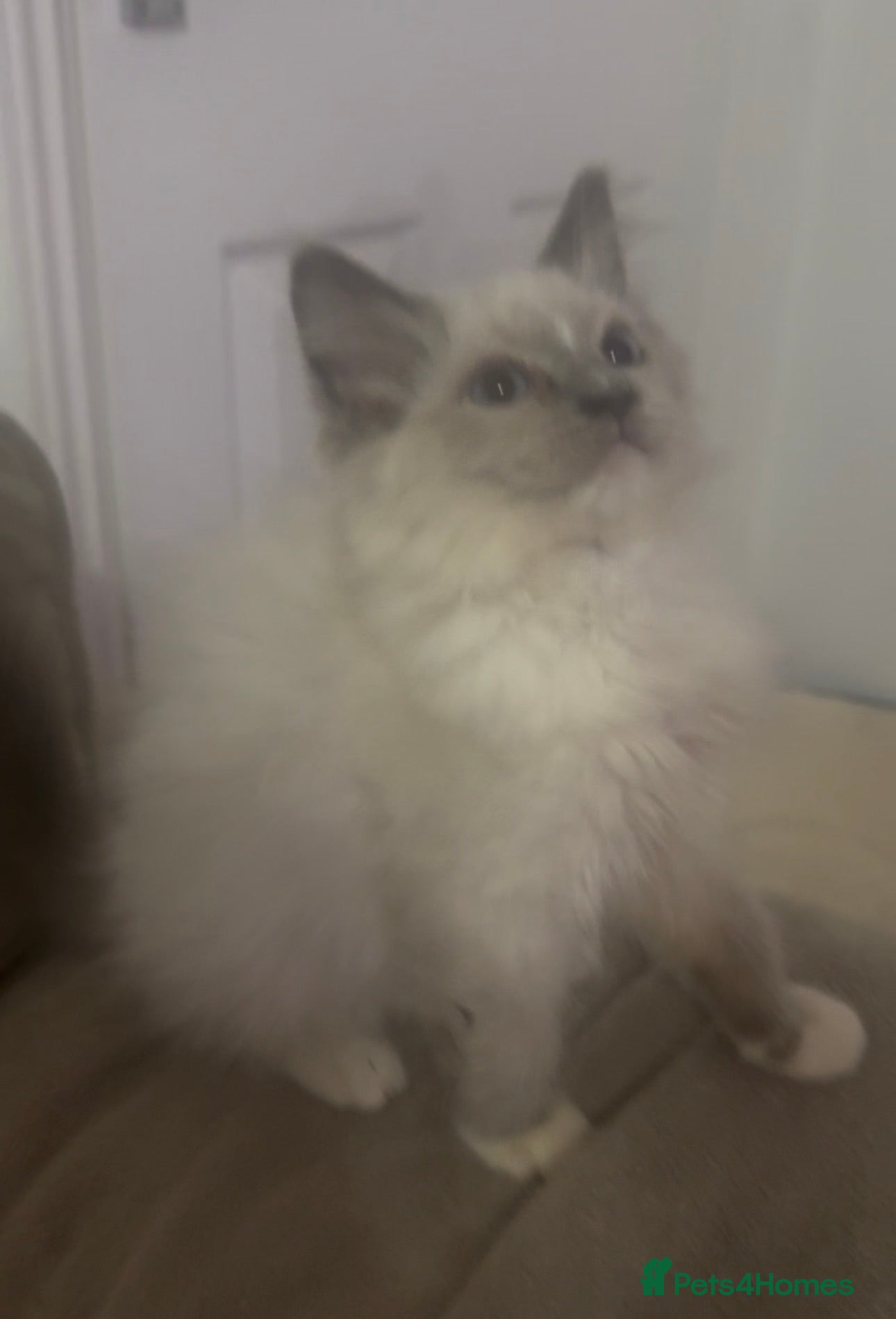 Ragdoll cats Champion GCCF Ragdoll 1 boy left  - Advert 5