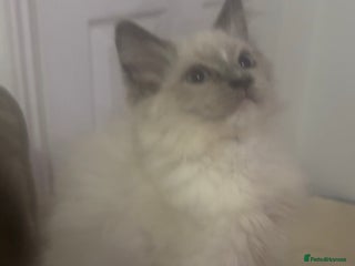 Ragdoll cats Champion GCCF Ragdoll 1 boy left - Advert 5