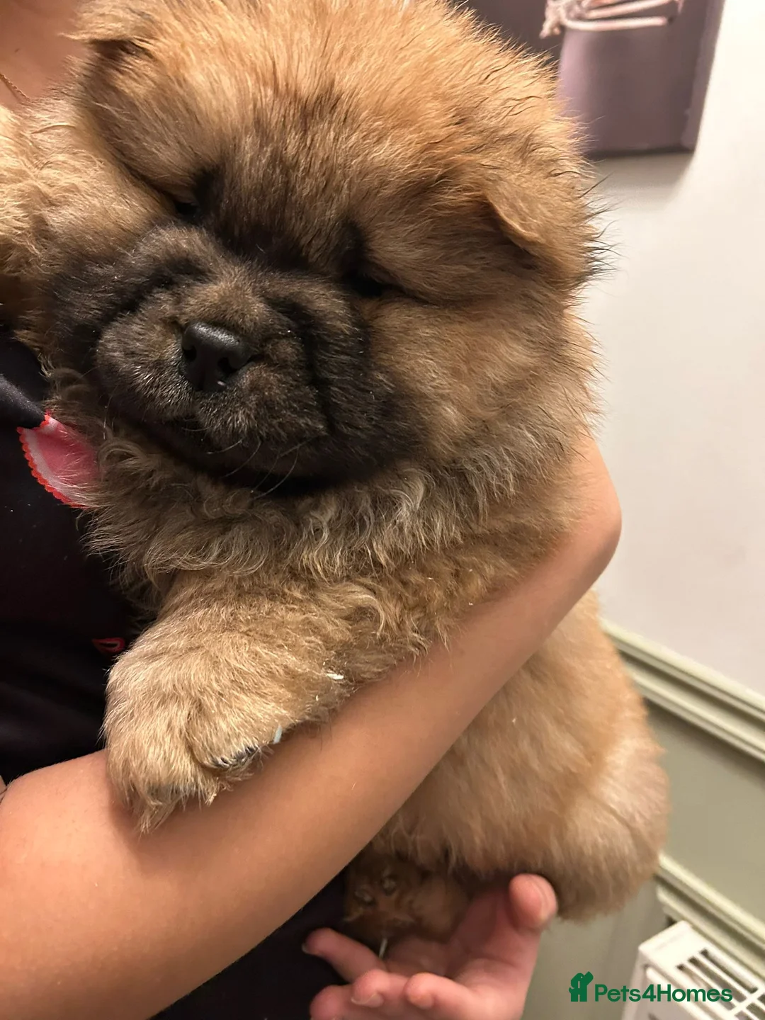 Chow Chow dogs for sale: Stunning Chow Chow Puppies Luxi Chow × Royal Chows - Advert 8