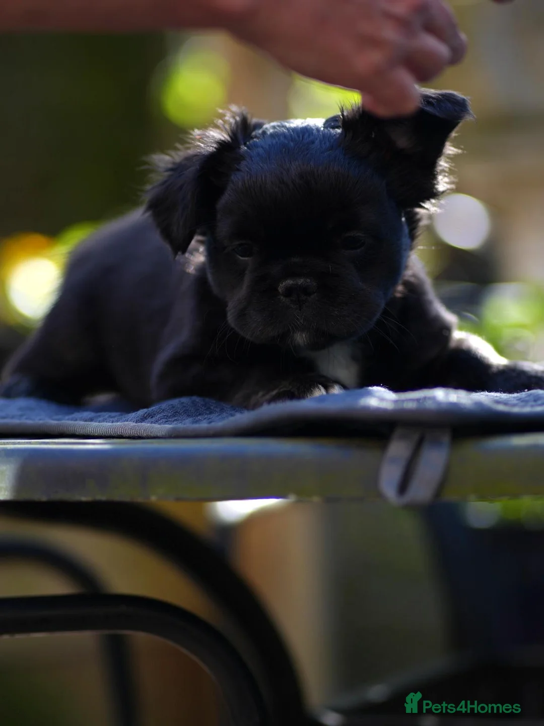 French Bulldog dogs for sale: *Health tested French bulldogs* - Advert 15