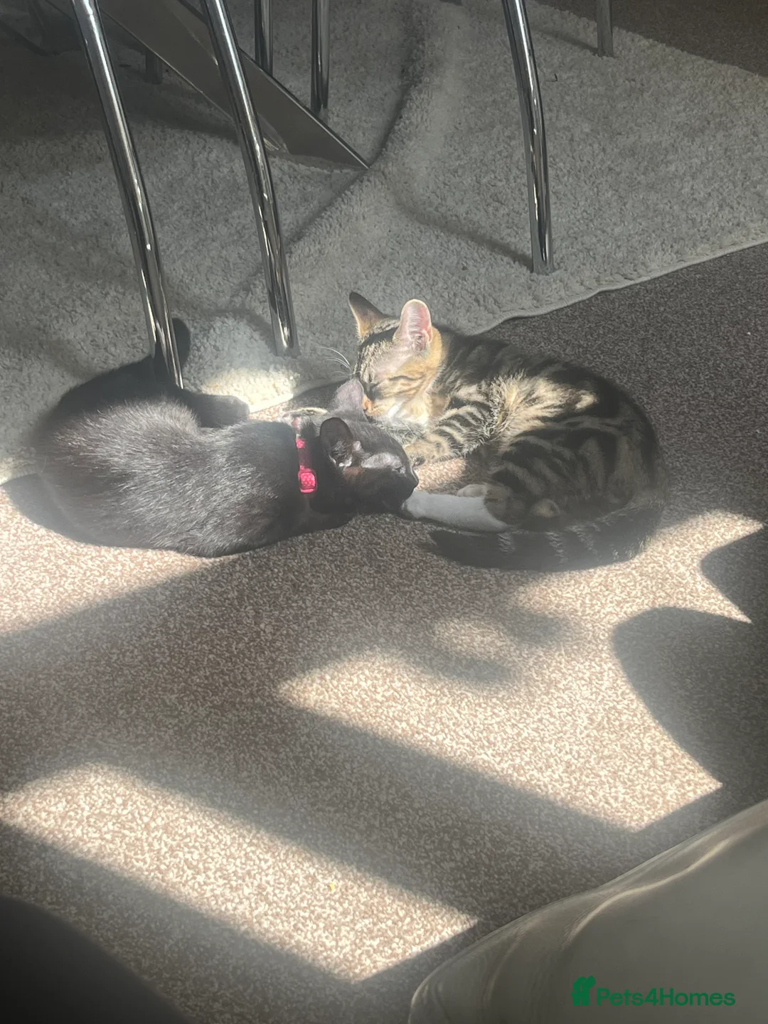 Mixed Breed cats for sale: 2 female cats for sale  - Advert 5