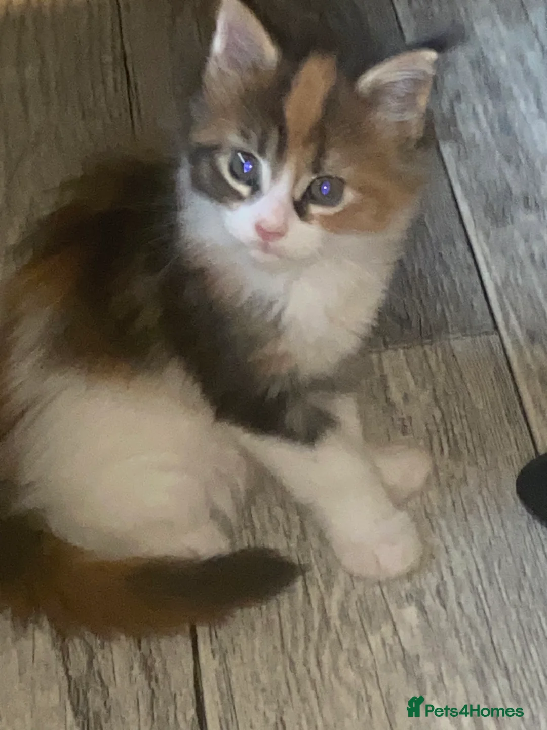 Maine Coon cats for sale: 3 Maine Coon for sale - Advert 9