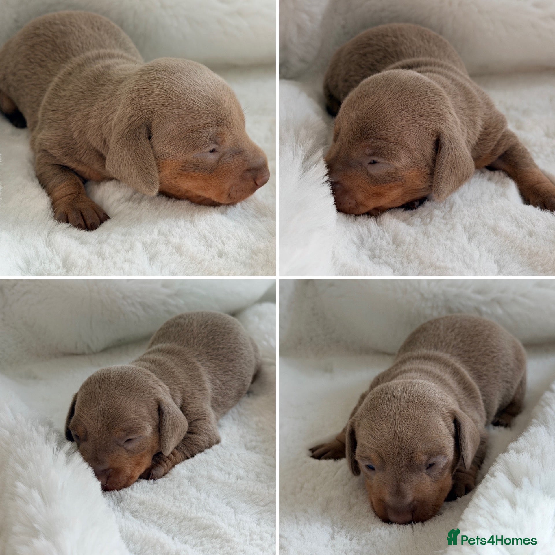 Miniature Dachshund dogs KC Isabella Dapple Smooth Miniature Dachshund - Advert 2