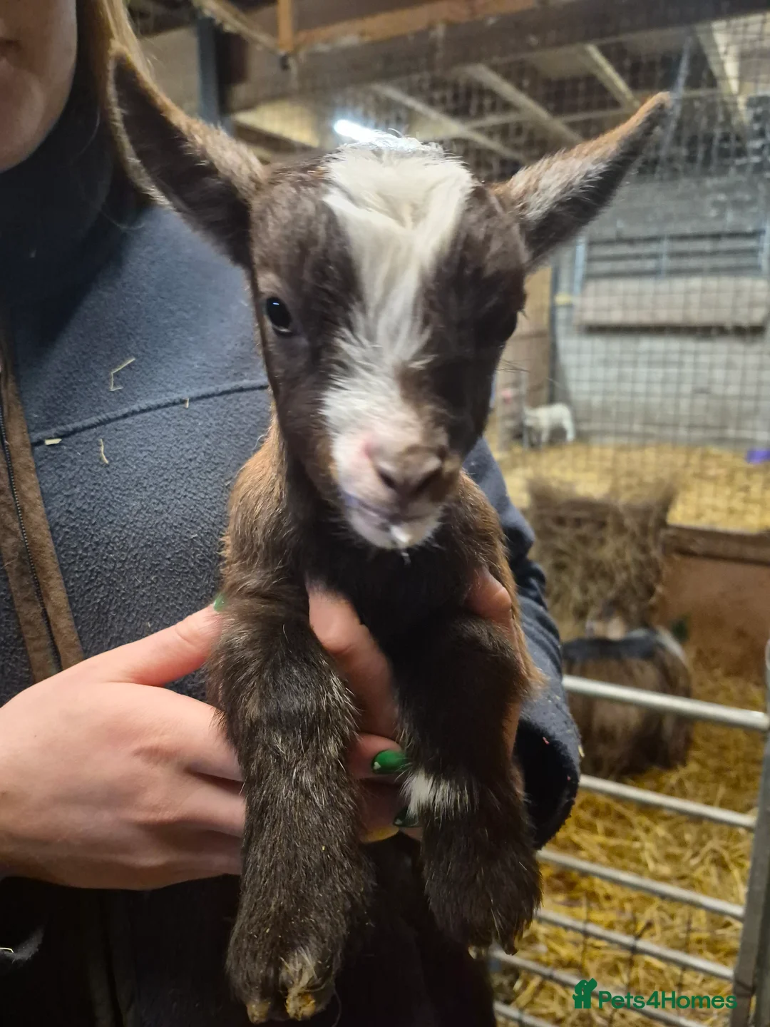 Goats livestock for sale: Stunning pygmy goat kids - Advert 5