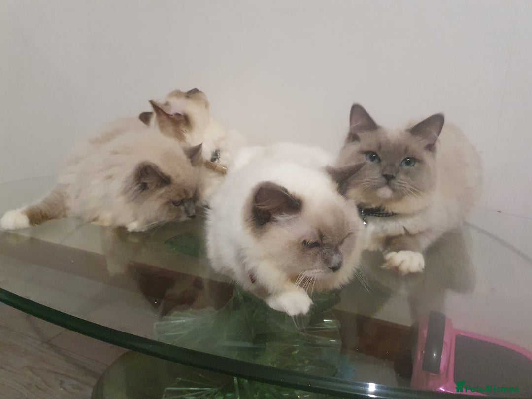 Ragdoll cats for sale: 6.5Months RagdollBoys - Advert 3