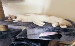 Ragdoll cats for sale: Male Ragdoll  - Image 2