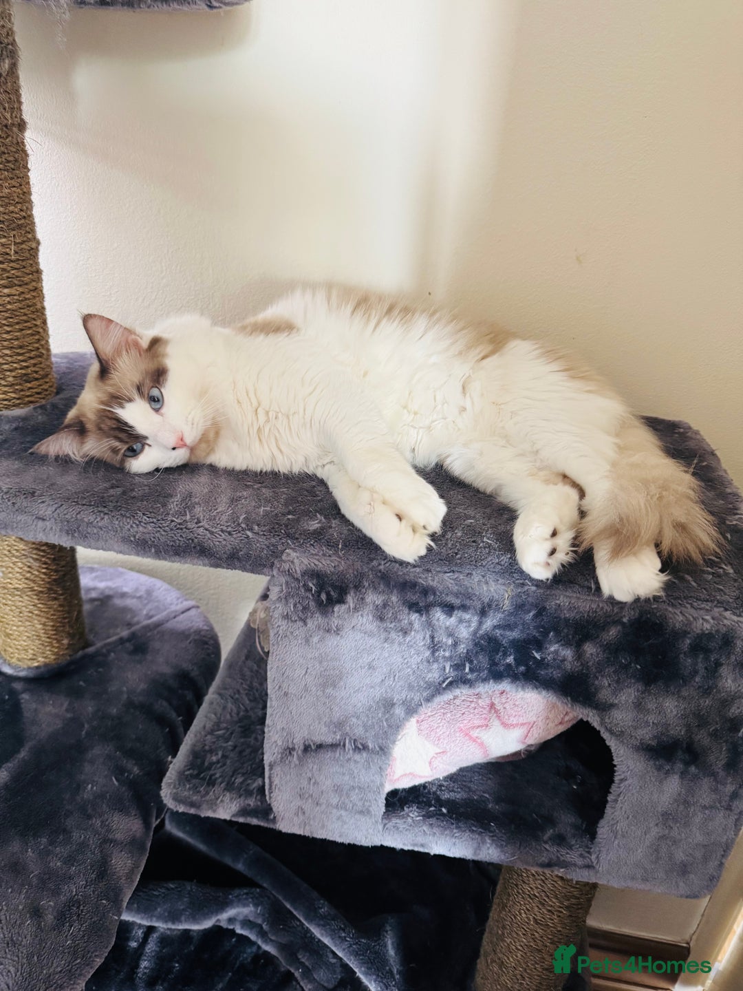 Ragdoll cats for sale: Male Ragdoll  - Image 2