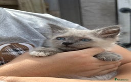 Birman cats for sale: Birman Kitten 2 - Birman kittens  - Image 6