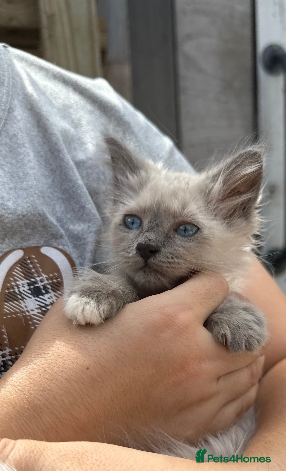 Birman cats for sale: Birman Kitten 2 - Birman kittens  - Image 6