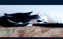 Domestic Shorthair cats for sale: Beautiful kittens ready for loving homes  - Image 2