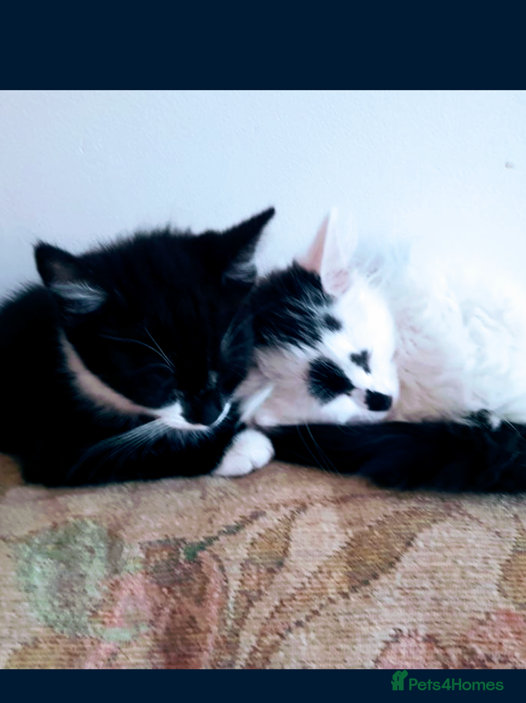 Domestic Shorthair cats for sale: Beautiful kittens ready for loving homes  - Image 2