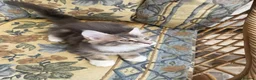 Maine Coon cats for sale: Ready Now Pedigree TICA Maine Coon Kittens - Advert 13