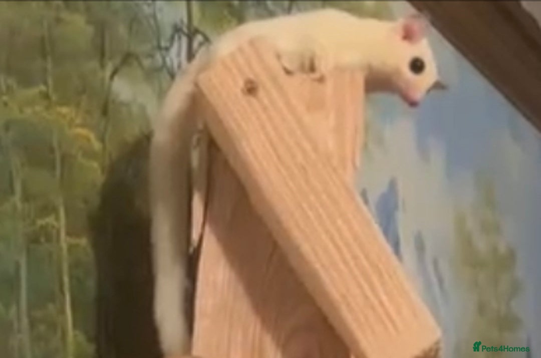 Sugar Glider rodents for sale: Leucistic Female Sugar Glider  - Image 2